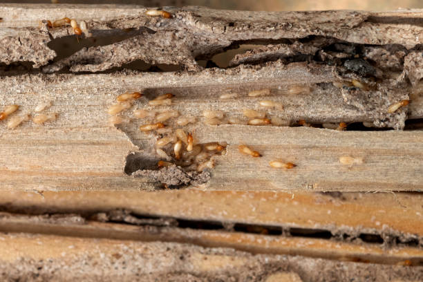 Best Wildlife Control Services  in Decordova, TX